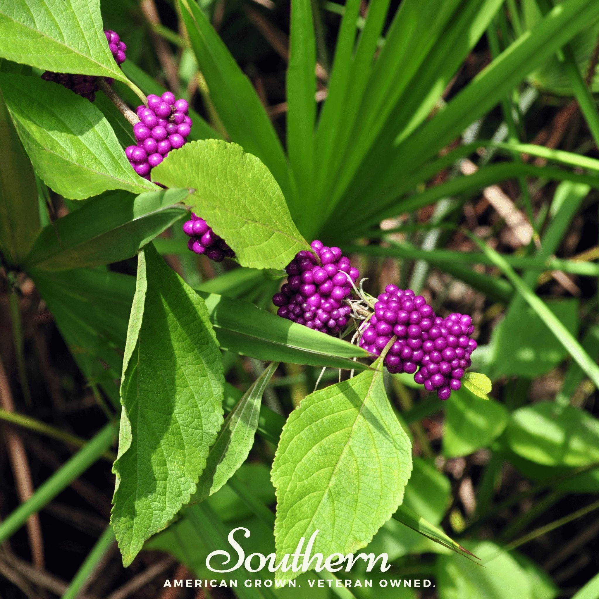 Beautyberry, American (Callicarpa americana) - 30 Seeds - Southern Seed Exchange