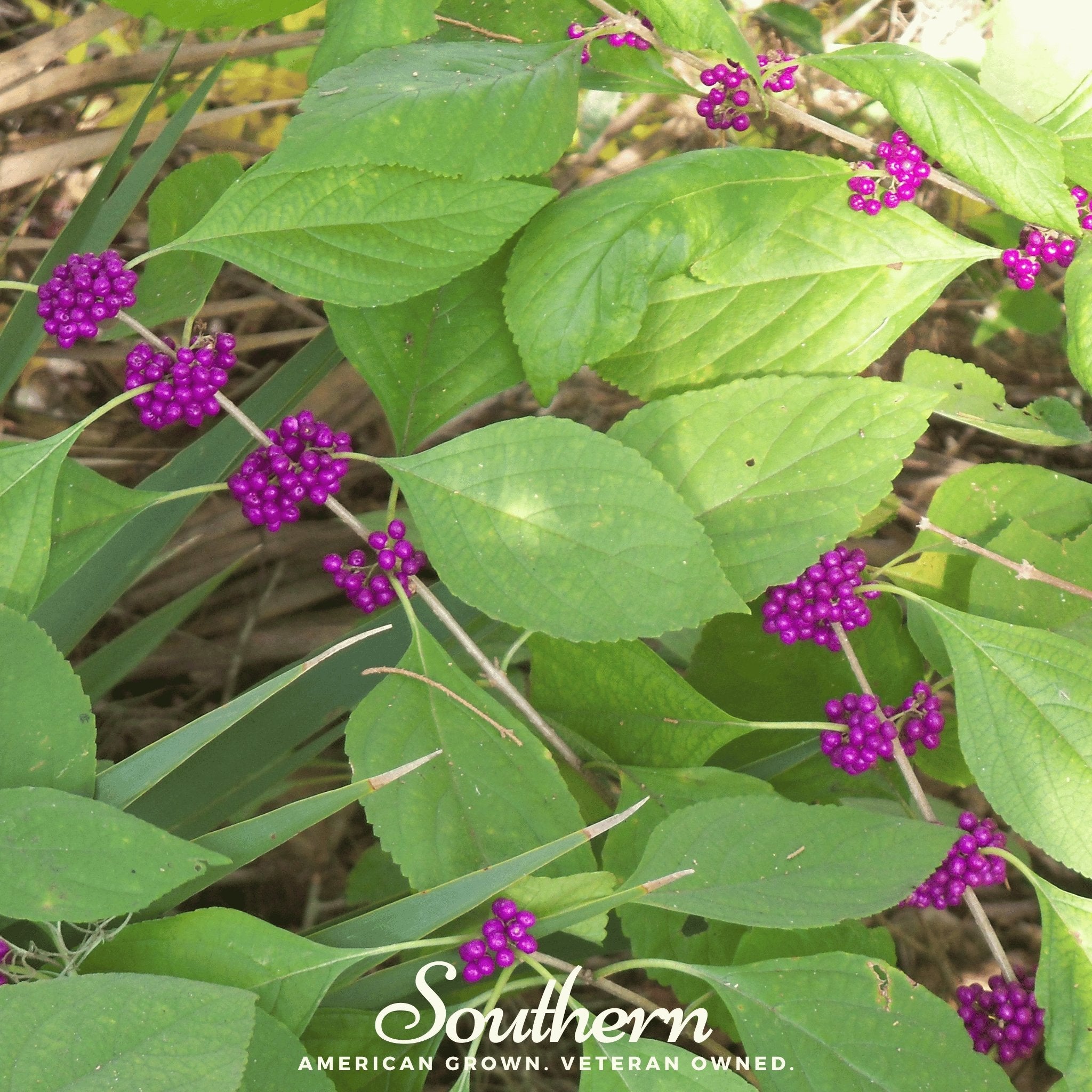 Beautyberry, American (Callicarpa americana) - 30 Seeds - Southern Seed Exchange