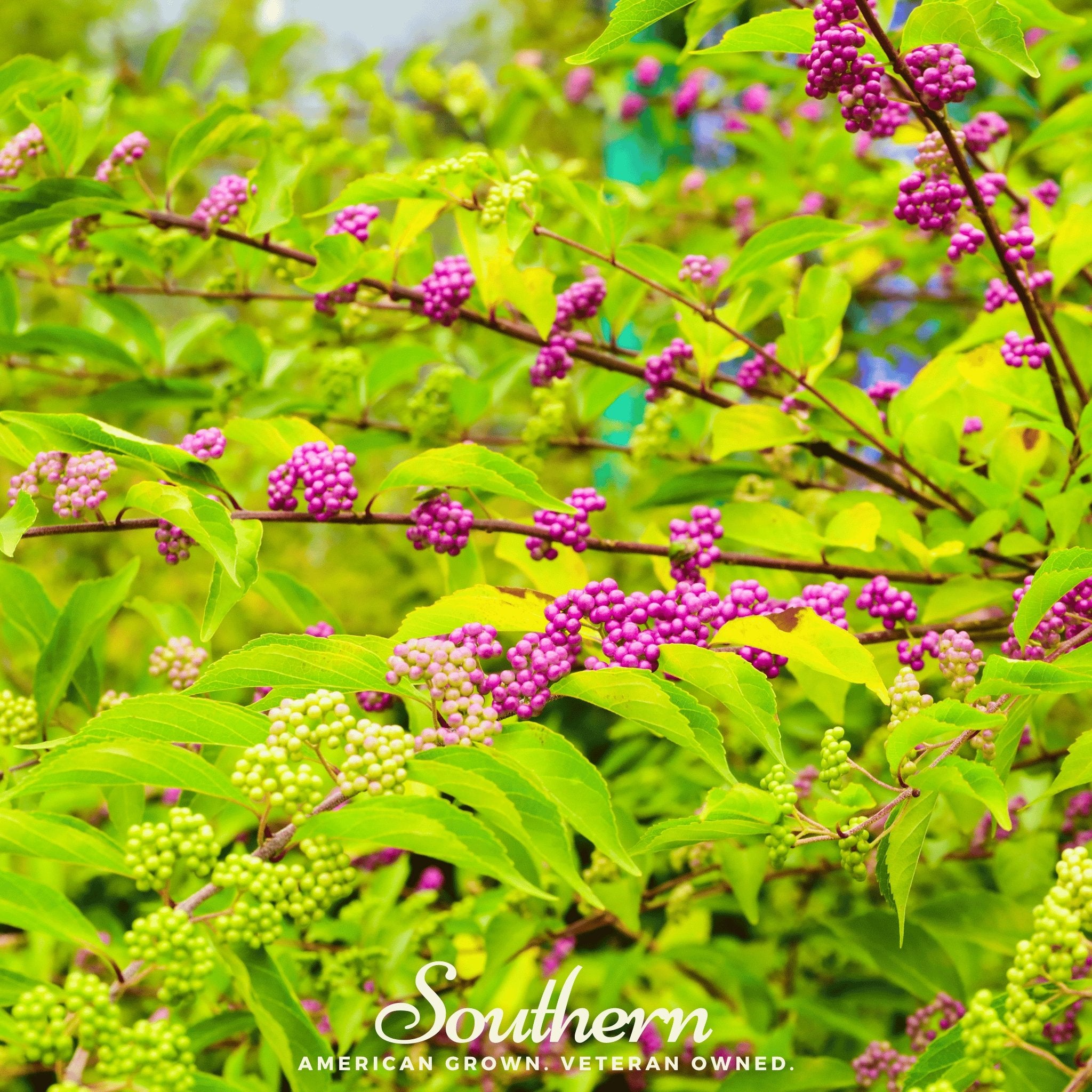 Beautyberry, American (Callicarpa americana) - 30 Seeds - Southern Seed Exchange