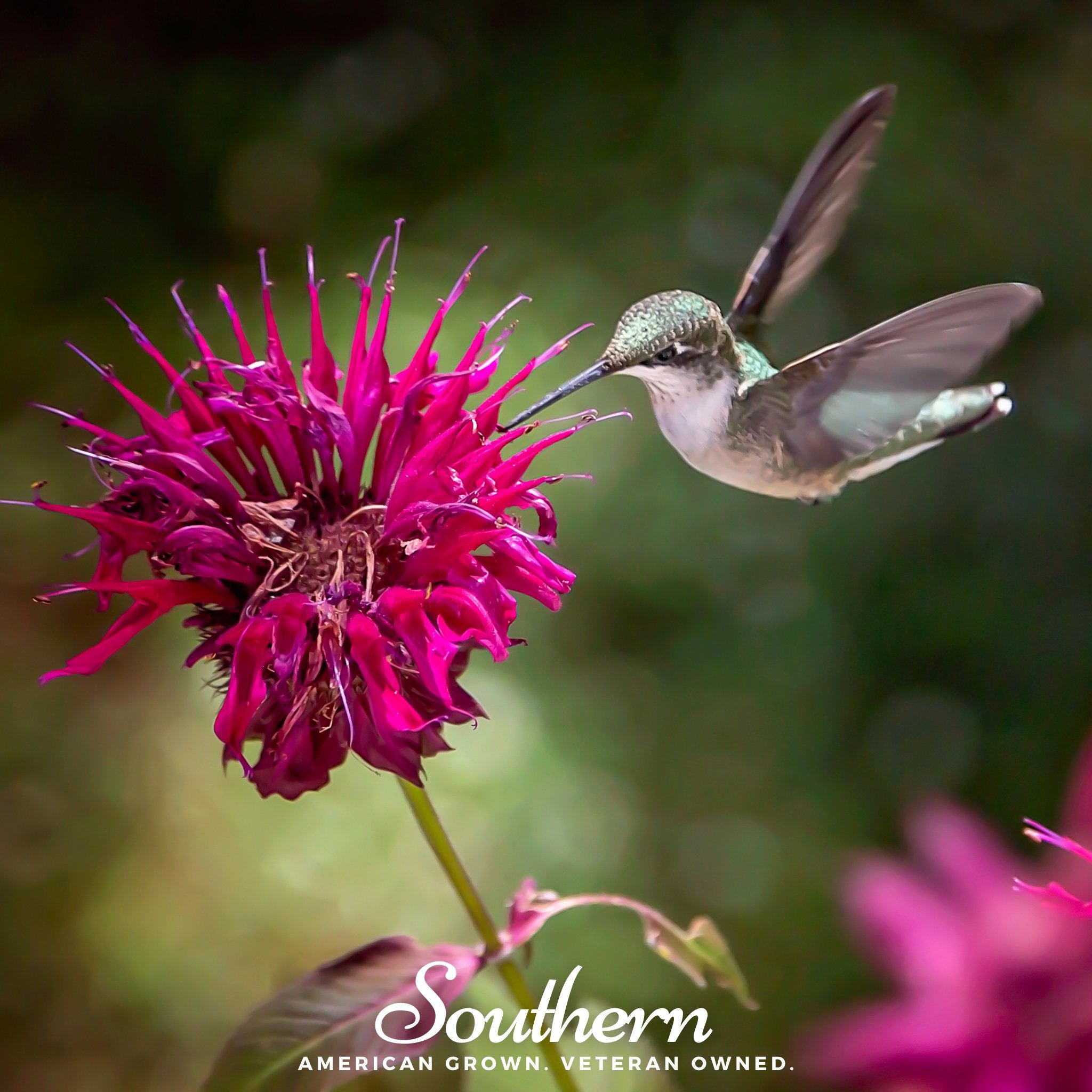 Bee Balm, Monarda Mix (Monarda Didyma) - 20 Seeds - Southern Seed Exchange