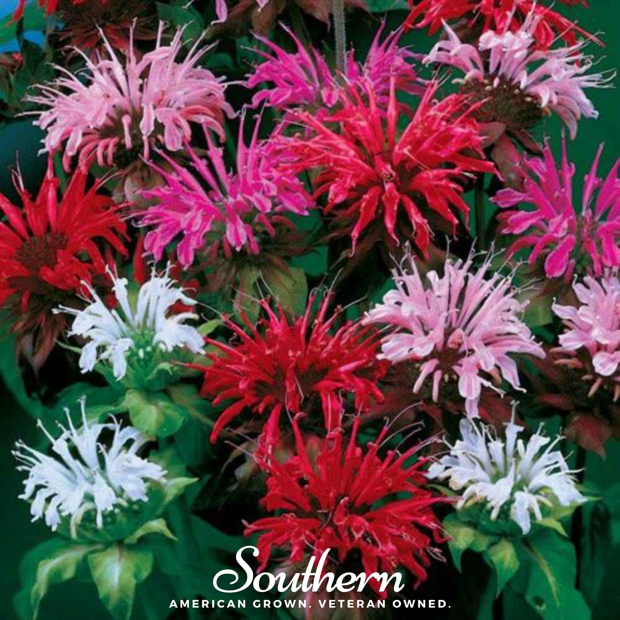 Bee Balm, Monarda Mix (Monarda Didyma) - 20 Seeds - Southern Seed Exchange