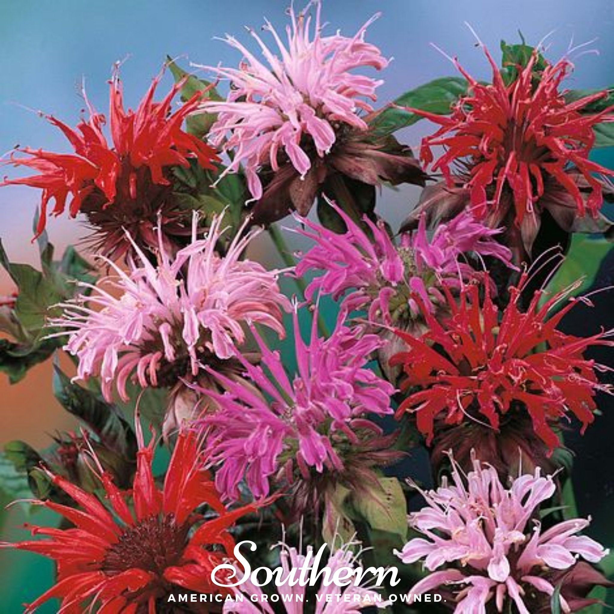 Bee Balm, Monarda Mix (Monarda Didyma) - 20 Seeds - Southern Seed Exchange