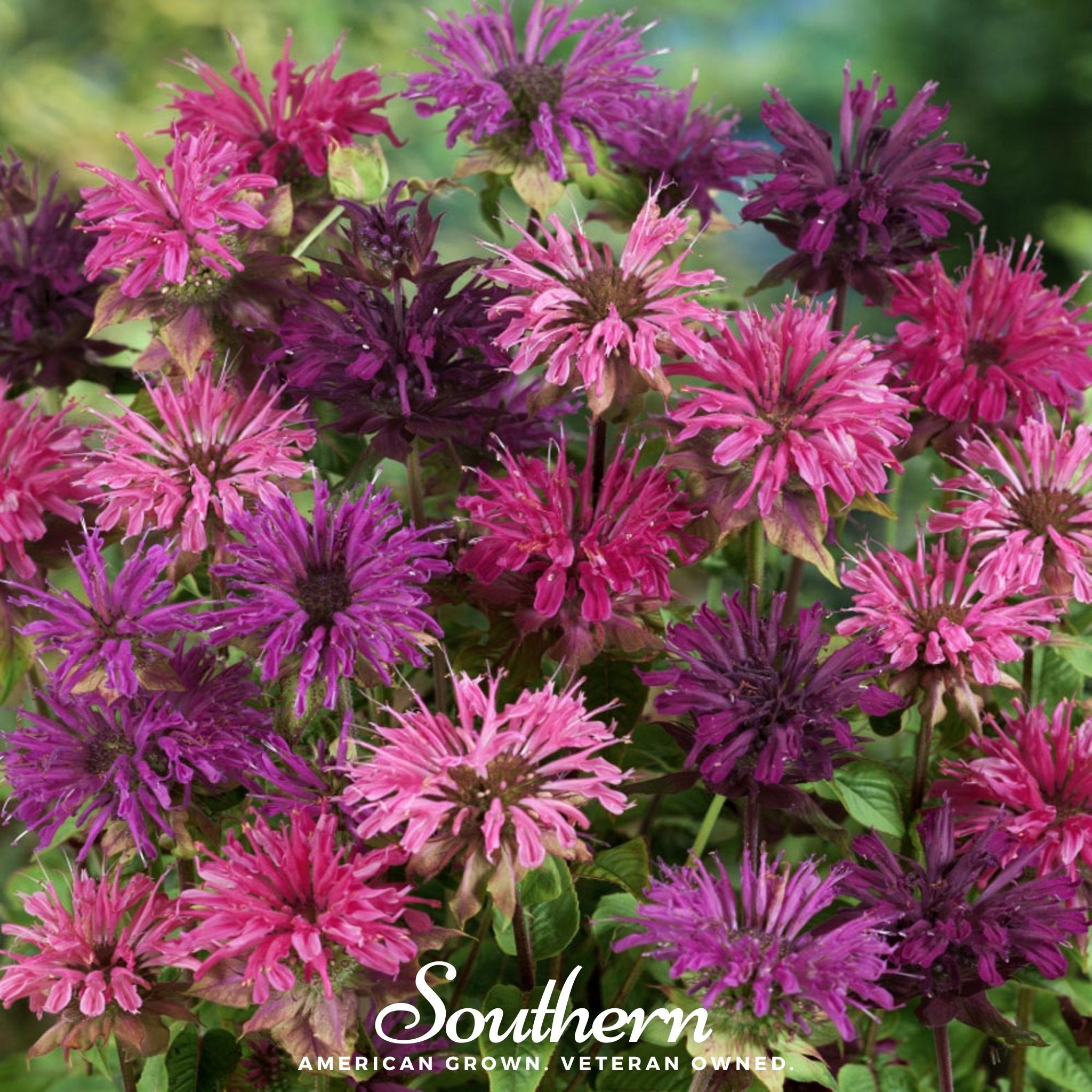 Bee Balm, Monarda Mix (Monarda Didyma) - 20 Seeds - Southern Seed Exchange