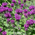 Bee Balm, Purple Bergamot (Monarda media) - 50 Seeds - Southern Seed Exchange