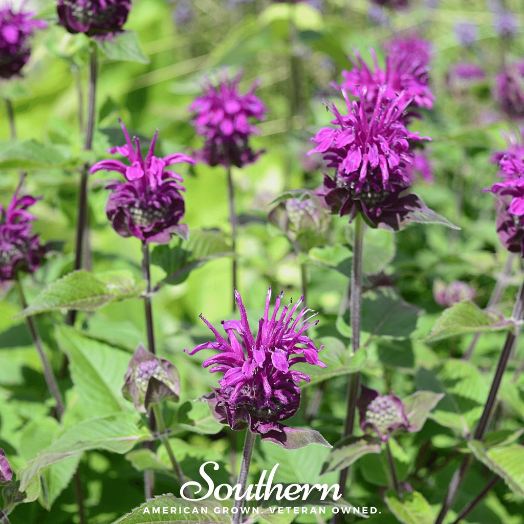 Bee Balm, Purple Bergamot (Monarda media) - 50 Seeds - Southern Seed Exchange