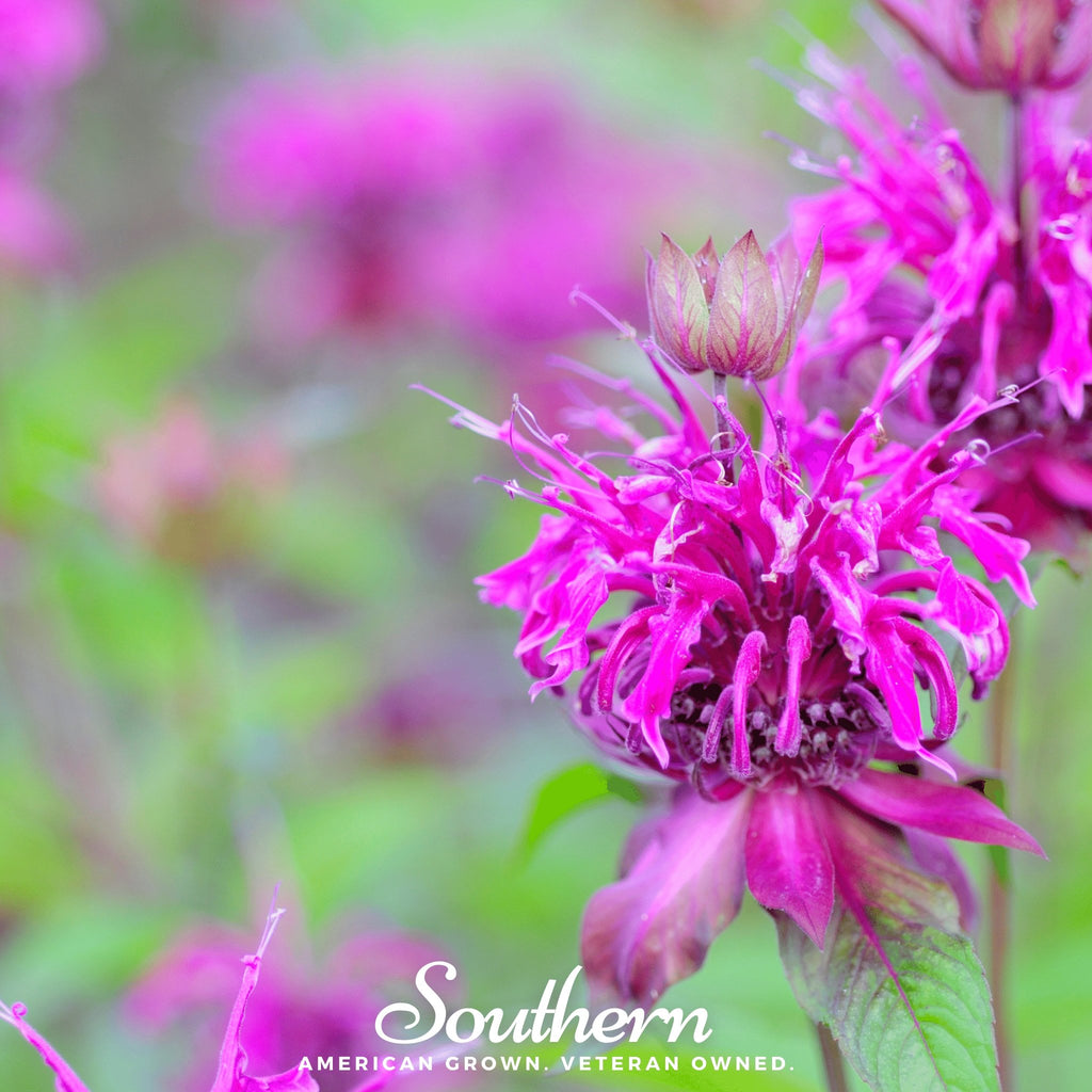 Bee Balm, Purple Bergamot (Monarda media) - 50 Seeds - Southern Seed Exchange
