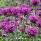 Bee Balm, Purple Bergamot (Monarda media) - 50 Seeds - Southern Seed Exchange