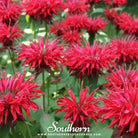 Southern Seed Exchange Bee Balm, Scarlet Bergamot (Monarda Didyma) - 20 Seeds