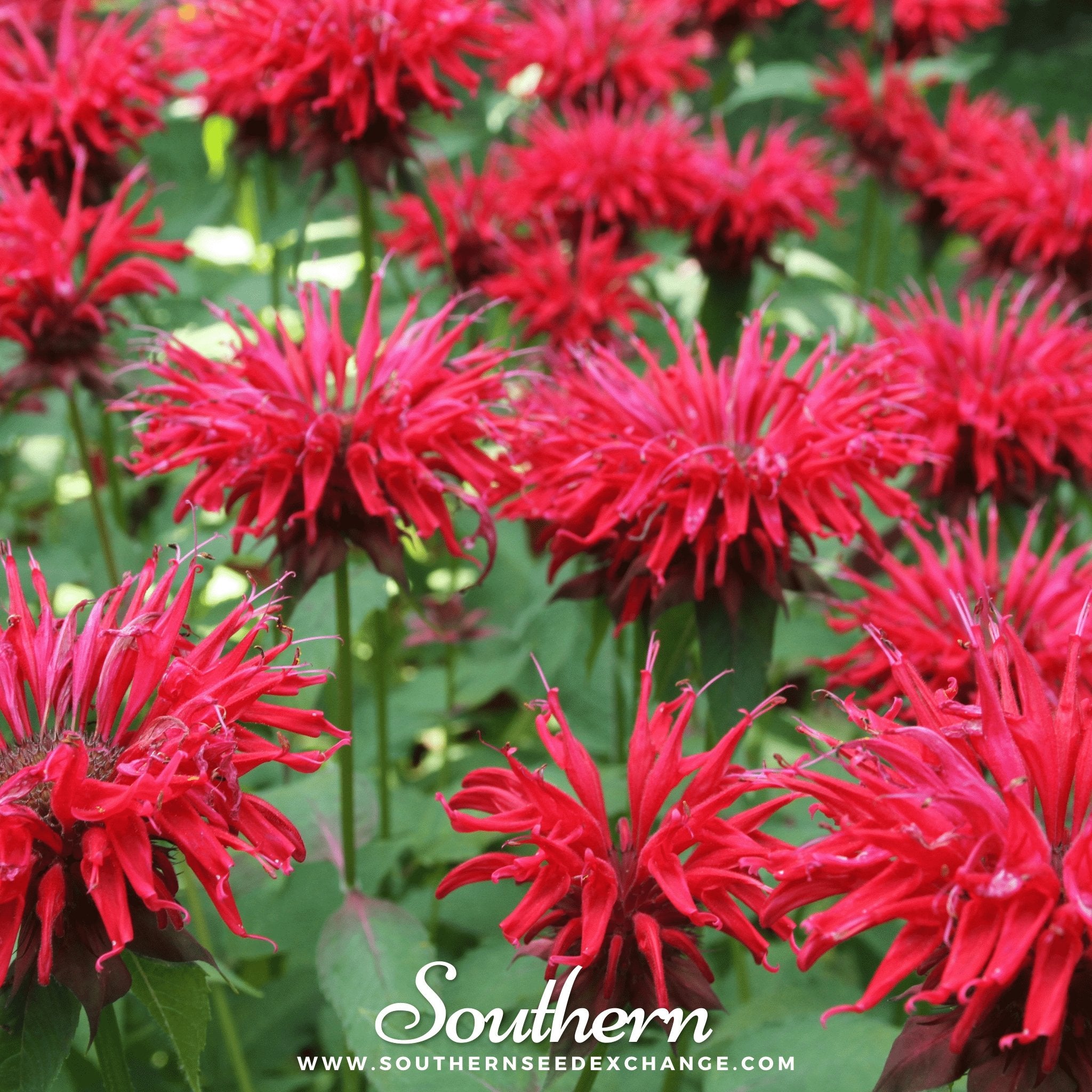 Southern Seed Exchange Bee Balm, Scarlet Bergamot (Monarda Didyma) - 20 Seeds