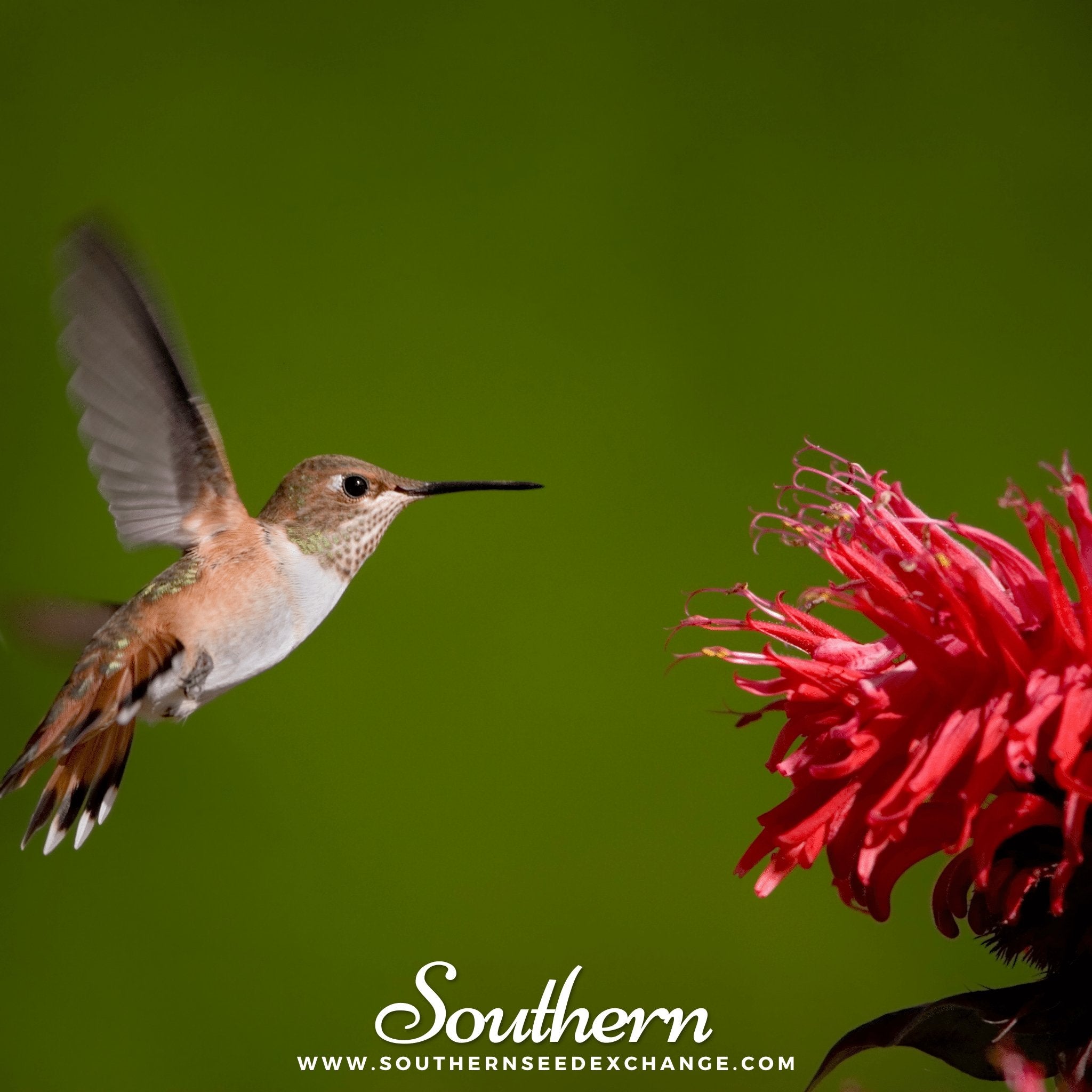 Southern Seed Exchange Bee Balm, Scarlet Bergamot (Monarda Didyma) - 20 Seeds