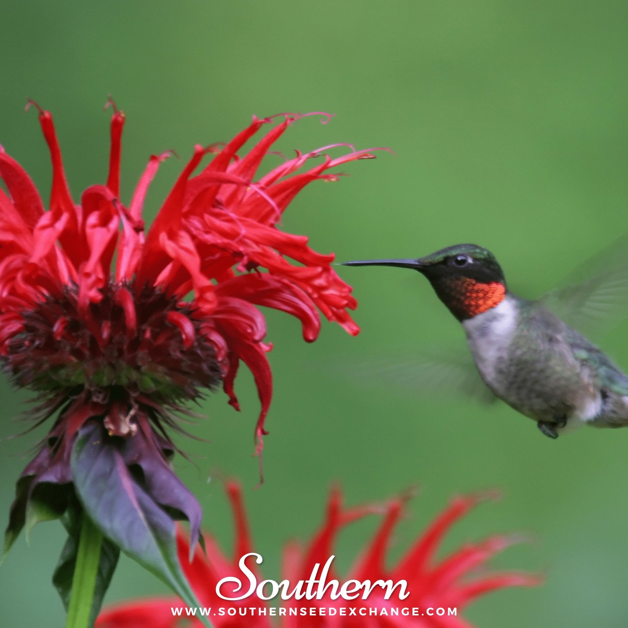 Southern Seed Exchange Bee Balm, Scarlet Bergamot (Monarda Didyma) - 20 Seeds