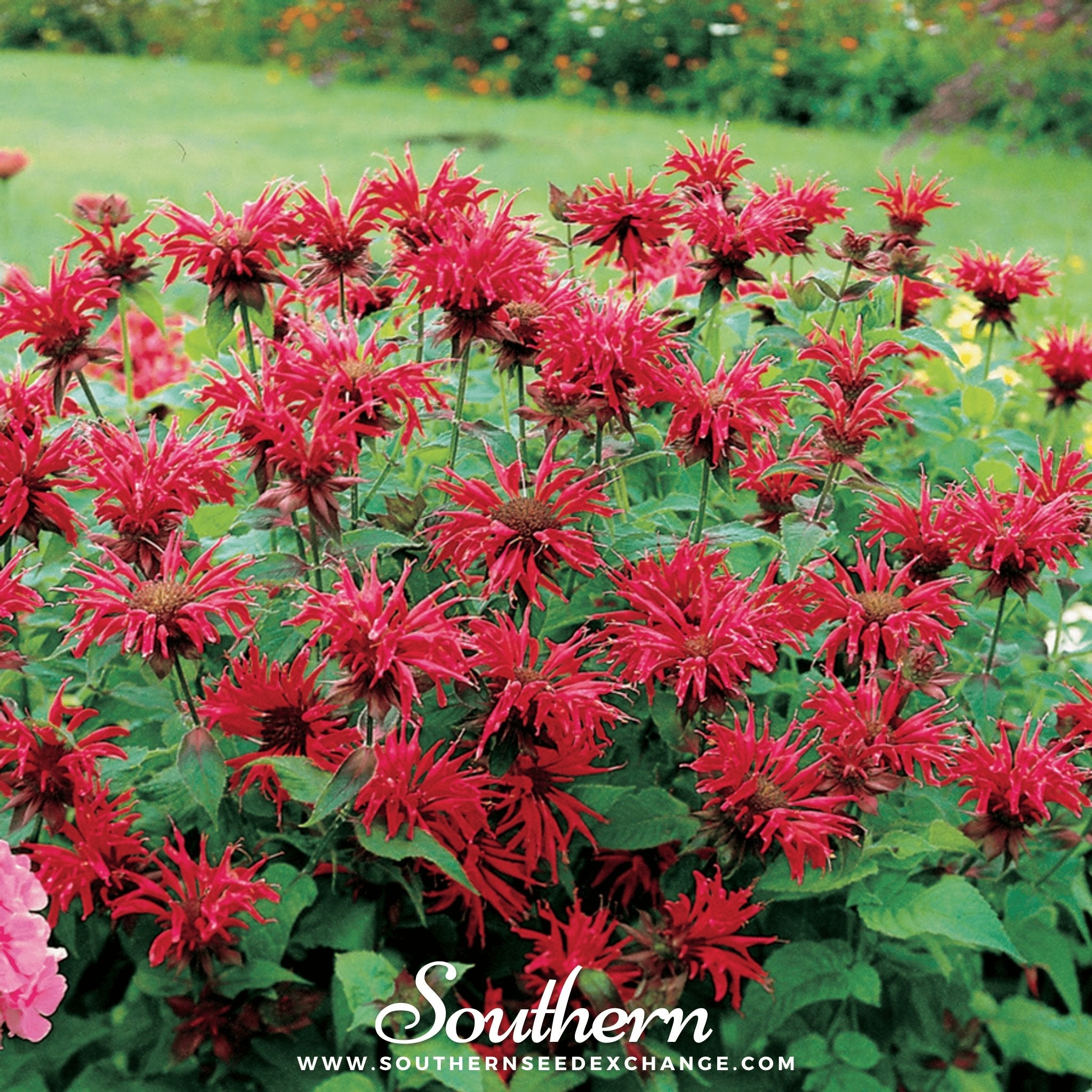 Southern Seed Exchange Bee Balm, Scarlet Bergamot (Monarda Didyma) - 20 Seeds