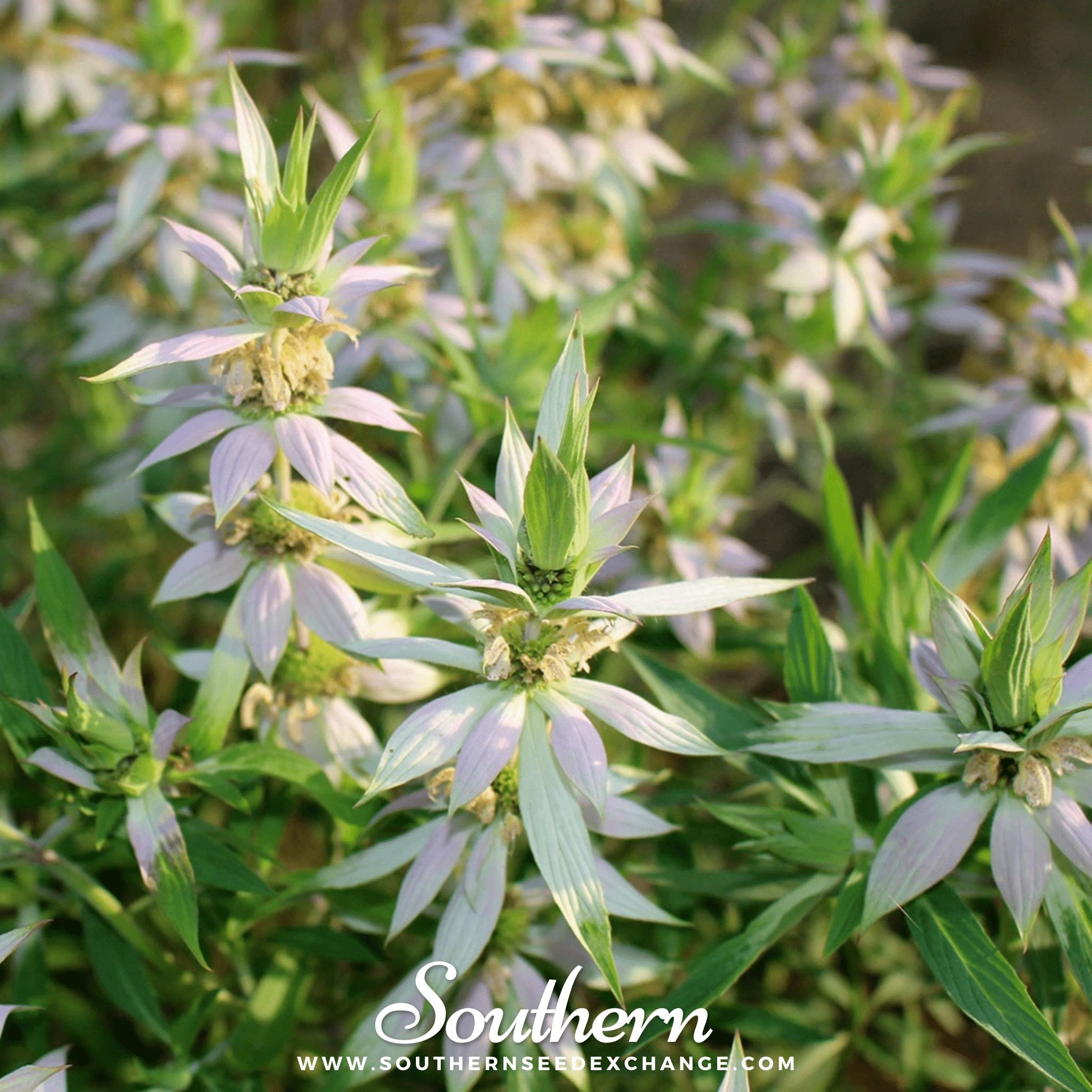 Southern Seed Exchange Bee Balm, Spotted Bergamot (Monarda punctata) - 50 Seeds