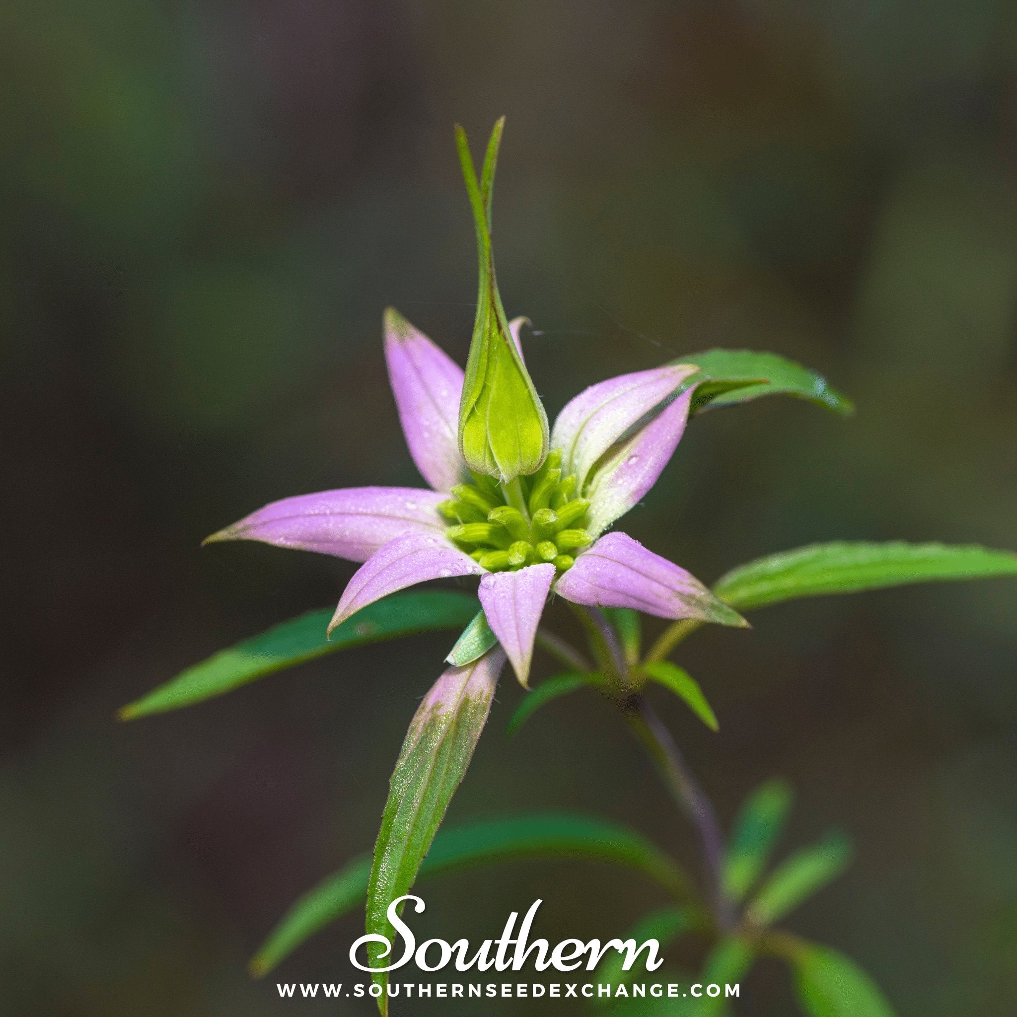 Southern Seed Exchange Bee Balm, Spotted Bergamot (Monarda punctata) - 50 Seeds