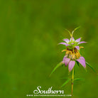 Southern Seed Exchange Bee Balm, Spotted Bergamot (Monarda punctata) - 50 Seeds