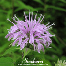 Southern Seed Exchange Bee Balm, Wild Bergamot - Mintleaf Bee Balm (Monarda Fistulosa) - 100 Seeds