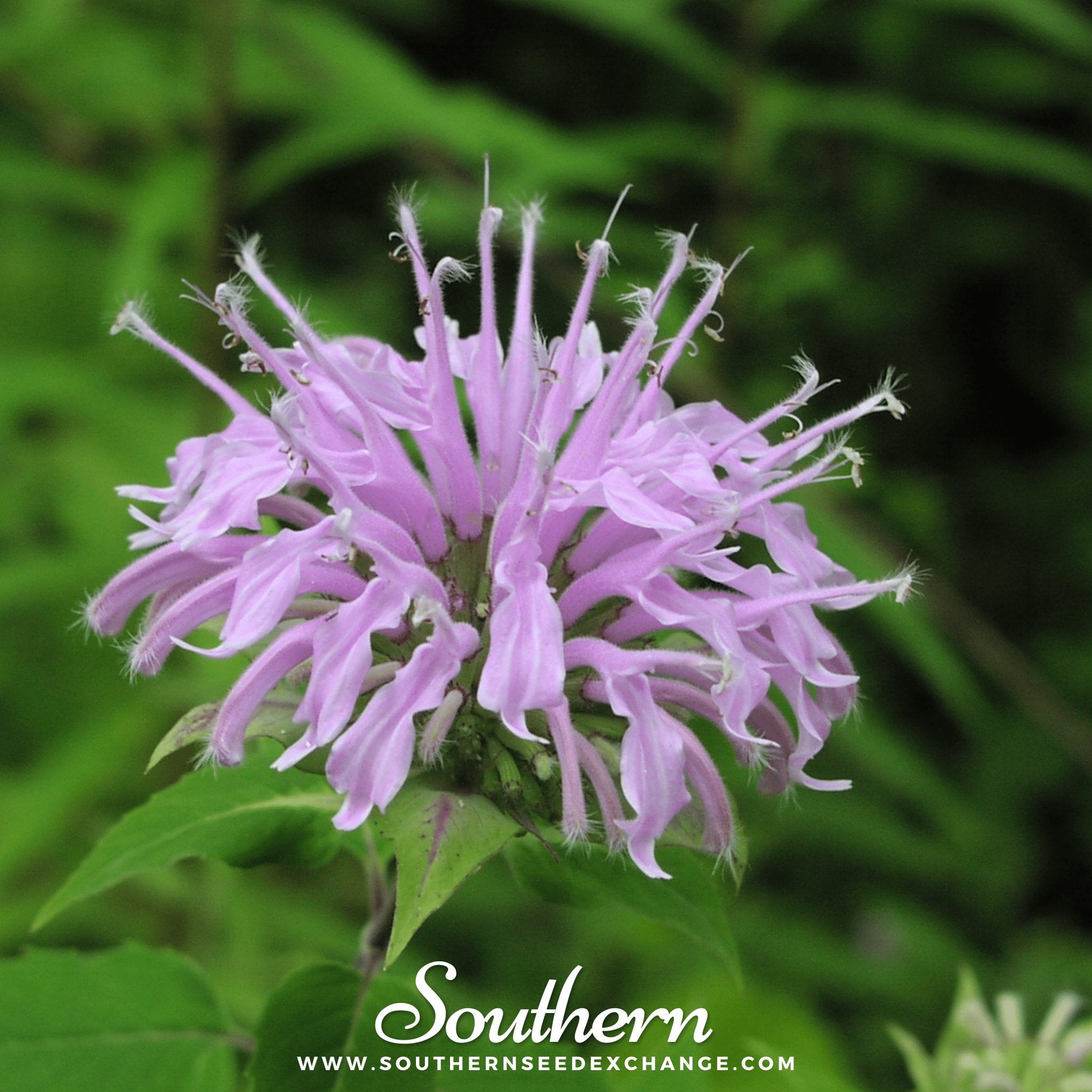 Southern Seed Exchange Bee Balm, Wild Bergamot - Mintleaf Bee Balm (Monarda Fistulosa) - 100 Seeds