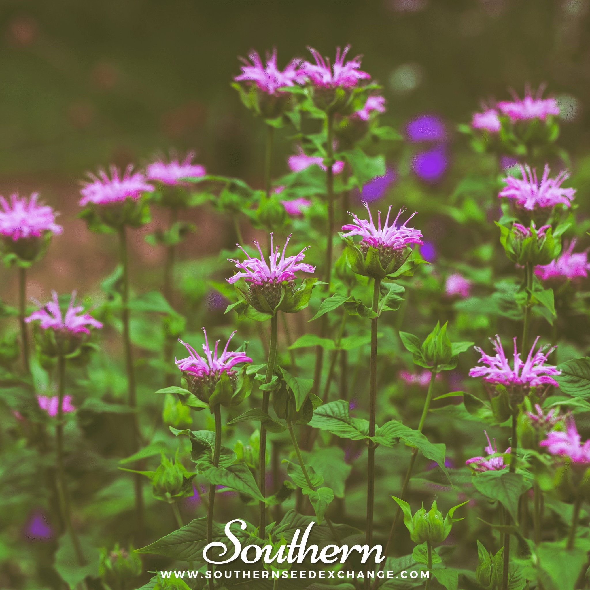 Southern Seed Exchange Bee Balm, Wild Bergamot - Mintleaf Bee Balm (Monarda Fistulosa) - 100 Seeds