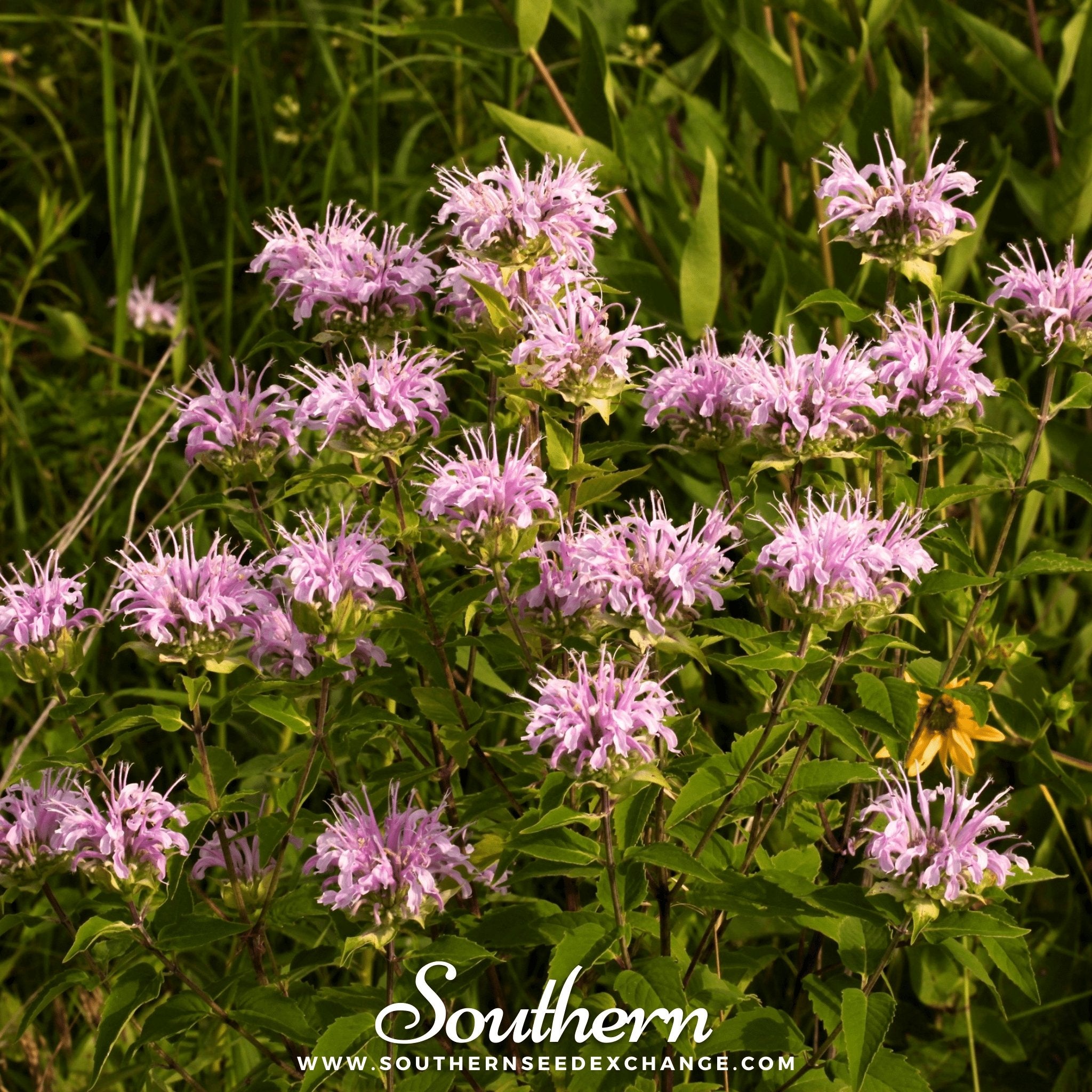 Southern Seed Exchange Bee Balm, Wild Bergamot - Mintleaf Bee Balm (Monarda Fistulosa) - 100 Seeds