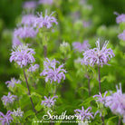 Southern Seed Exchange Bee Balm, Wild Bergamot - Mintleaf Bee Balm (Monarda Fistulosa) - 100 Seeds