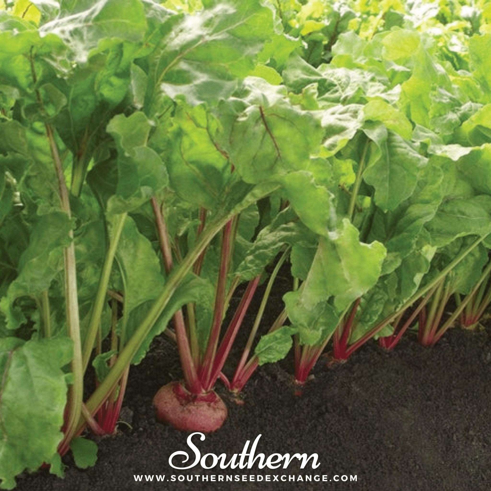 Southern Seed Exchange Beet, Chioggia (Beta vulgaris) - 100 Seeds