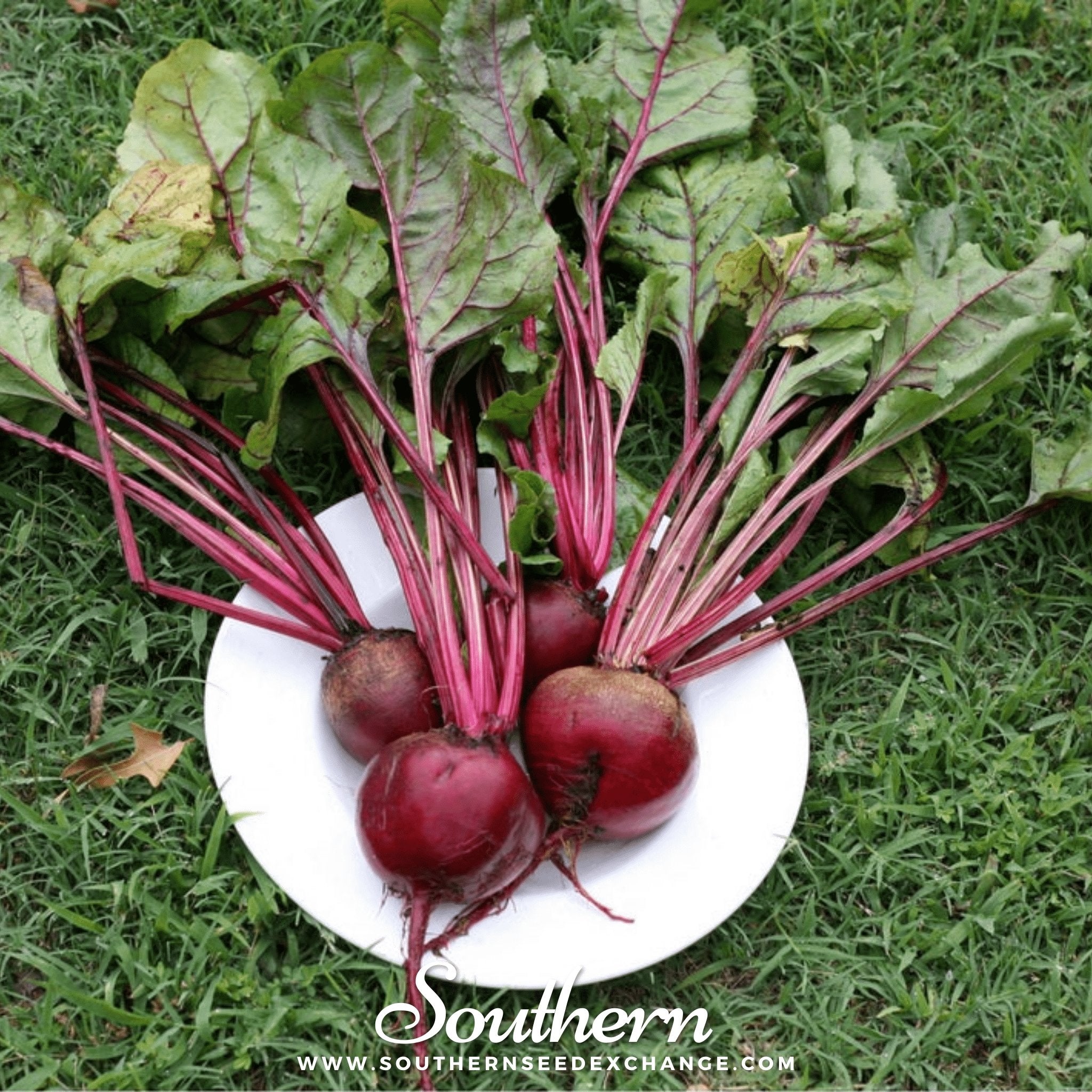 Southern Seed Exchange Beet, Crosby's Egyptian (Beta vulgaris) - 100 Seeds