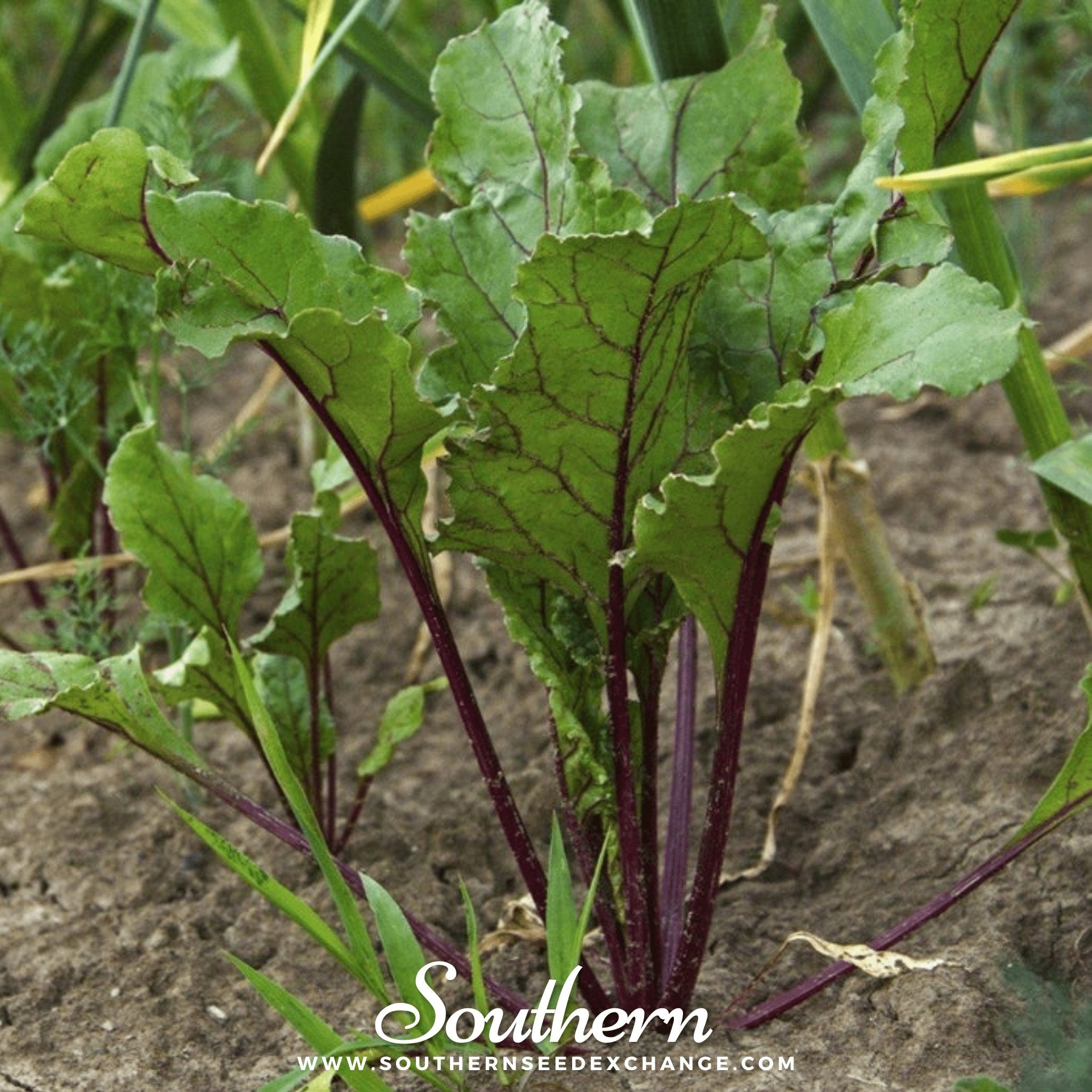 Southern Seed Exchange Beet, Crosby's Egyptian (Beta vulgaris) - 100 Seeds