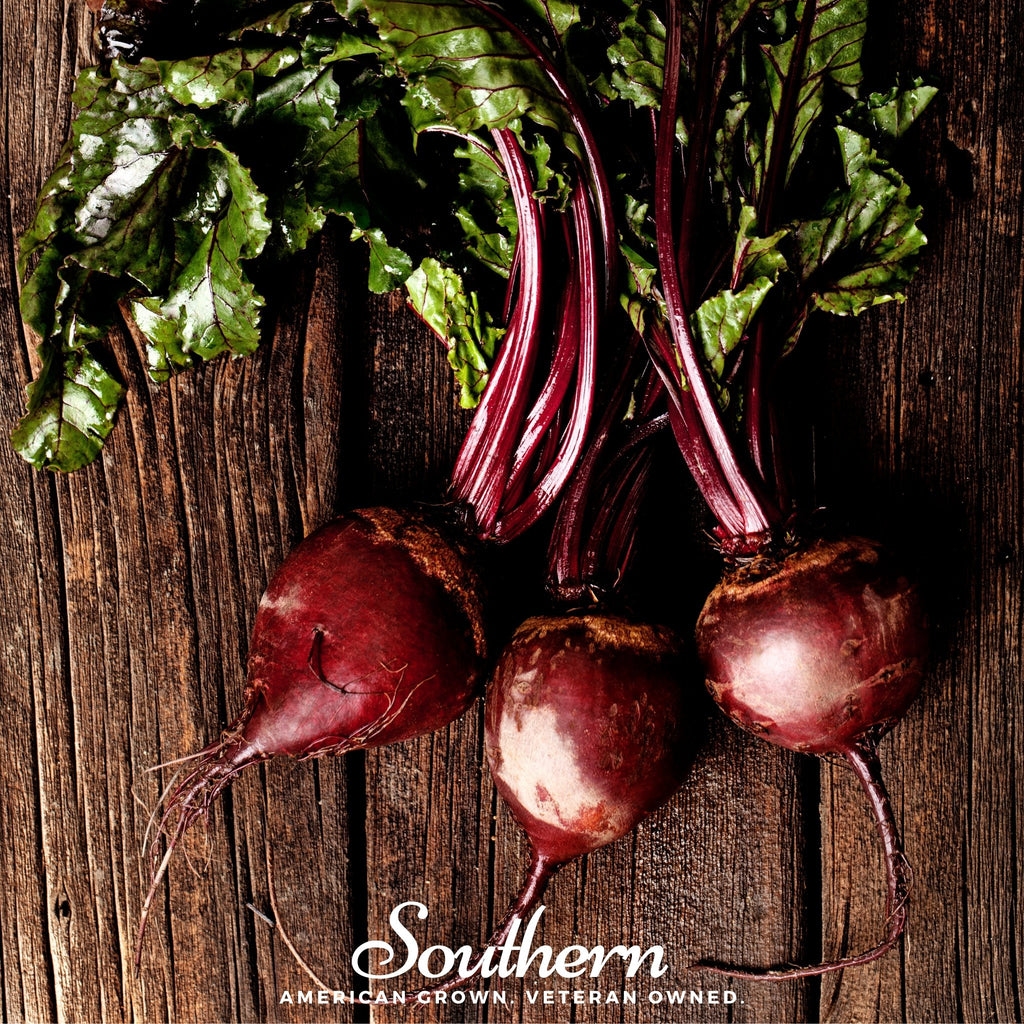 Beet, Detroit Red (Beta vulgaris) - 200 Seeds - Southern Seed Exchange