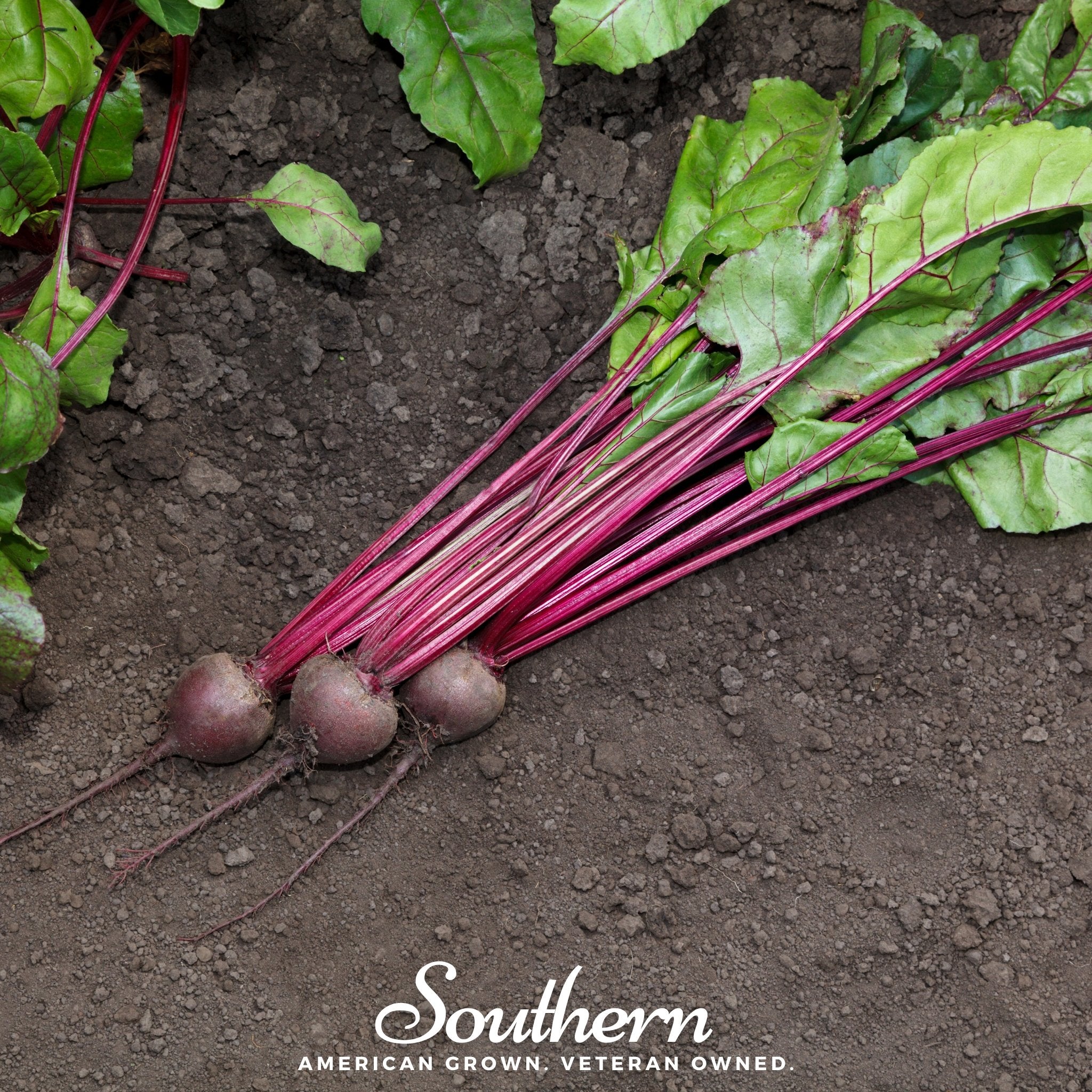 Beet, Detroit Red (Beta vulgaris) - 200 Seeds - Southern Seed Exchange