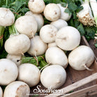 Beet, Detroit White (Beta vulgaris) - 200 Seeds - Southern Seed Exchange