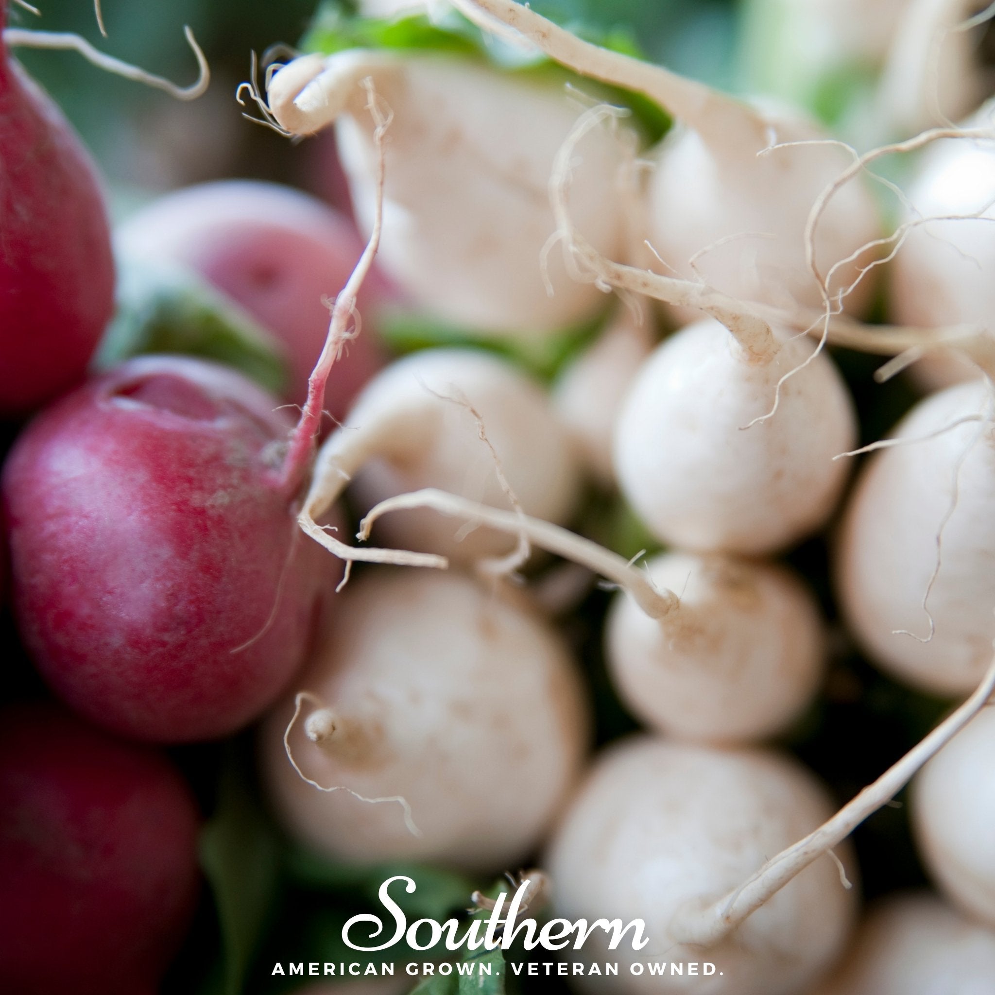 Beet, Detroit White (Beta vulgaris) - 200 Seeds - Southern Seed Exchange