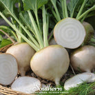 Beet, Detroit White (Beta vulgaris) - 200 Seeds - Southern Seed Exchange