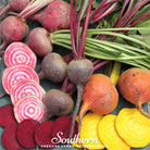 Beet, Gourmet Blend (Beta vulgaris) - 50 Seeds - Southern Seed Exchange