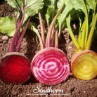 Beet, Gourmet Blend (Beta vulgaris) - 50 Seeds - Southern Seed Exchange