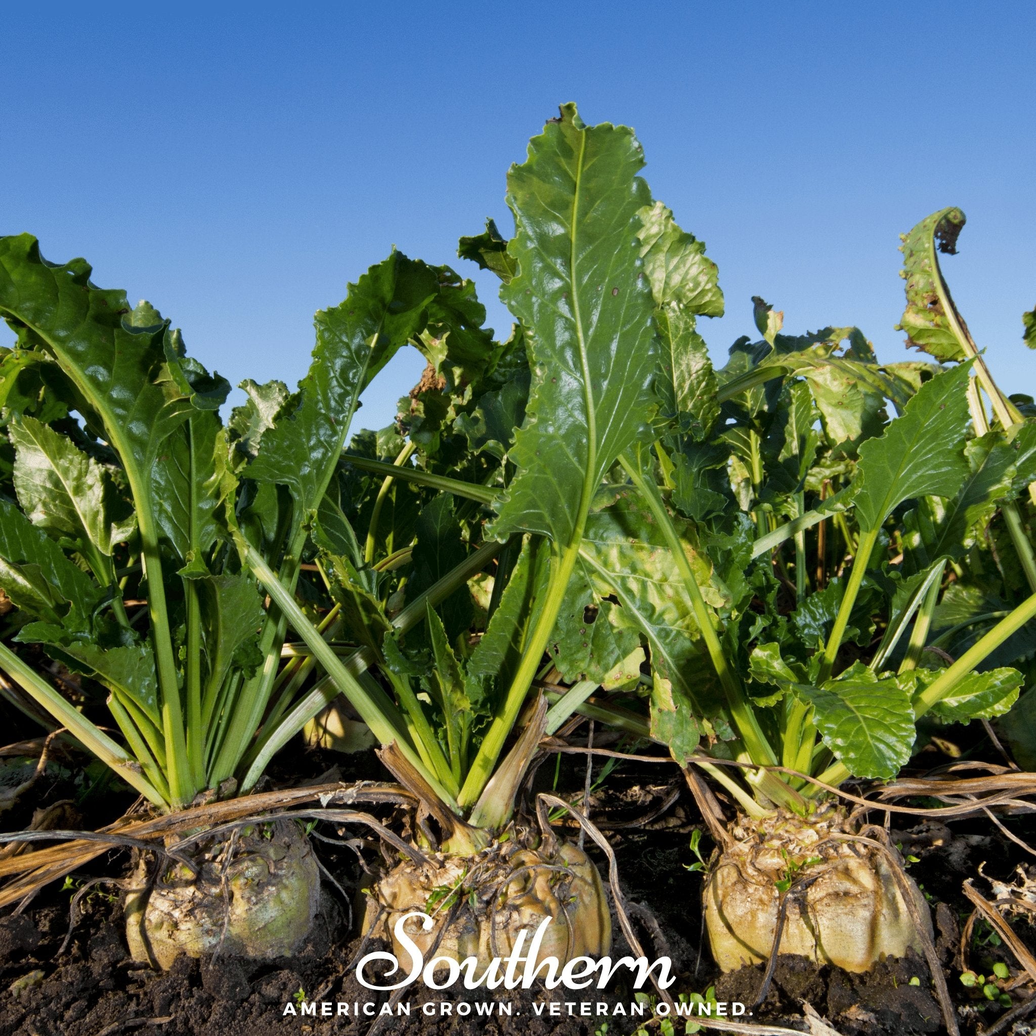 Beet, Sugar (Beta vulgaris) - 50 Seeds - Southern Seed Exchange