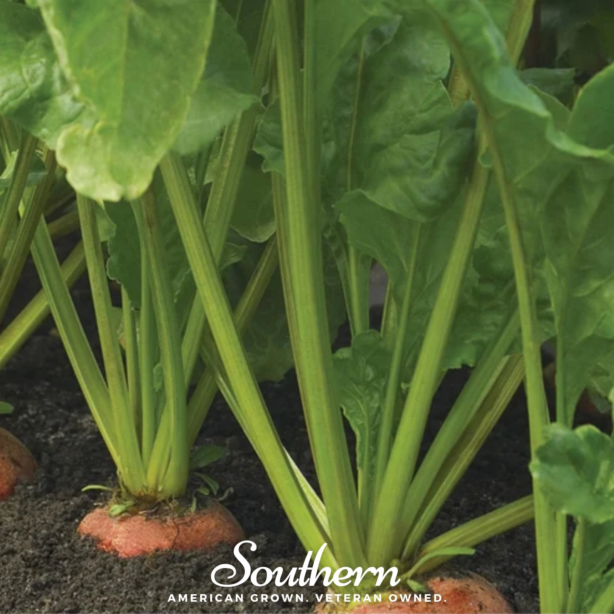 Touchstone Gold Beet (Beta vulgaris)