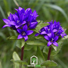 Bellflower, Superba (Campanula glomerata) - 50 Seeds - Southern Seed Exchange