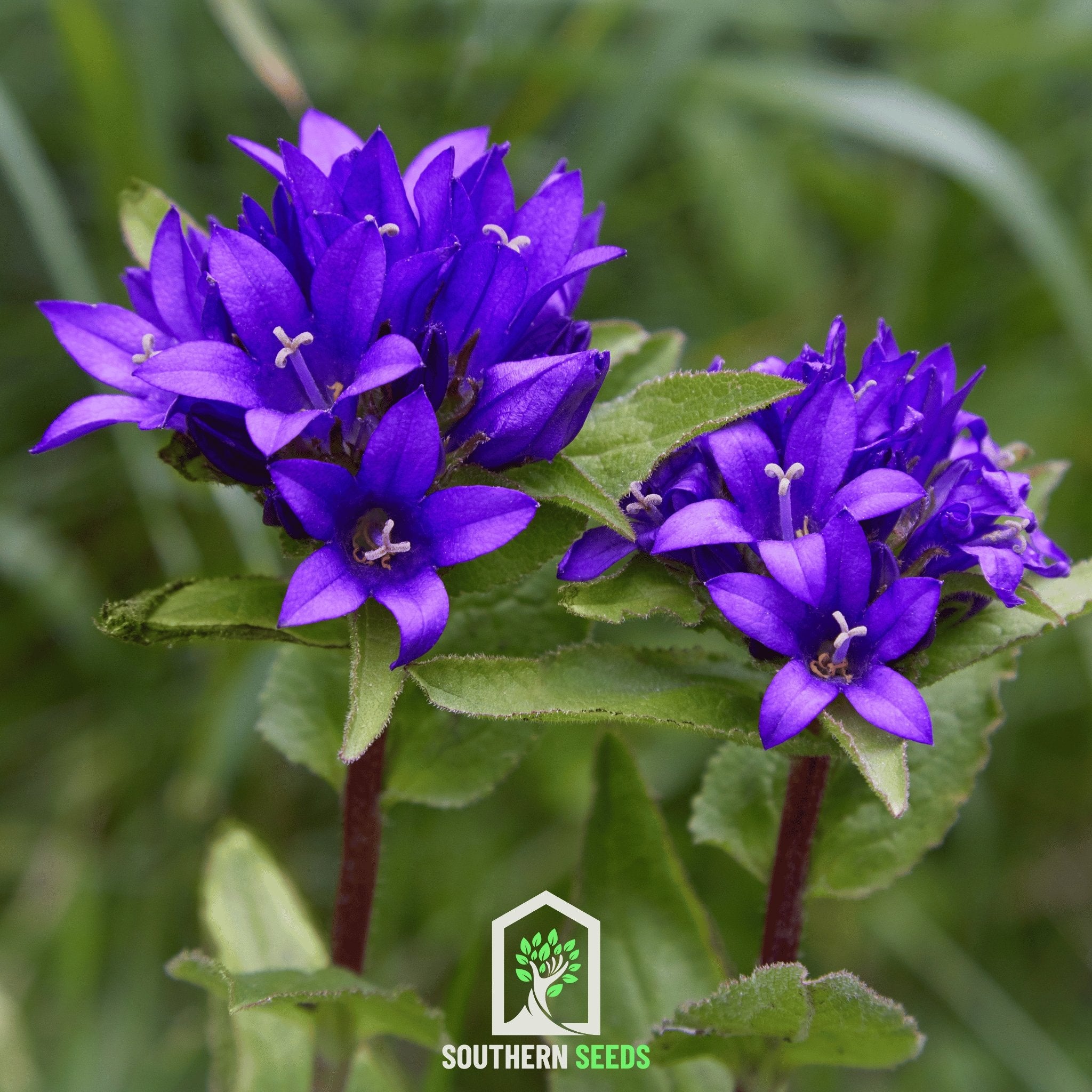 Bellflower, Superba (Campanula glomerata) - 50 Seeds - Southern Seed Exchange