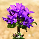 Bellflower, Superba (Campanula glomerata) - 50 Seeds - Southern Seed Exchange