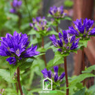 Bellflower, Superba (Campanula glomerata) - 50 Seeds - Southern Seed Exchange