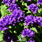 Bellflower, Superba (Campanula glomerata) - 50 Seeds - Southern Seed Exchange