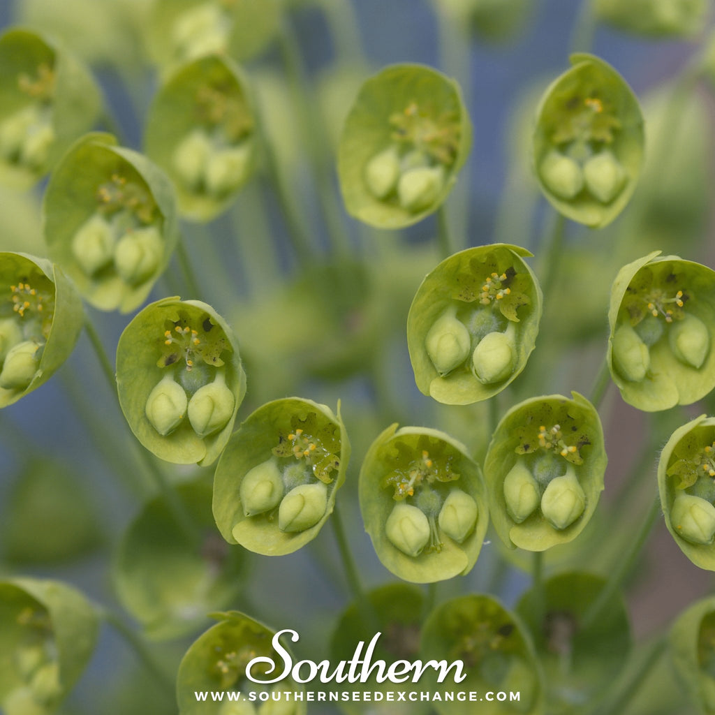 Southern Seed Exchange Bells of Ireland (Moluccella laevis) - 100 Seeds