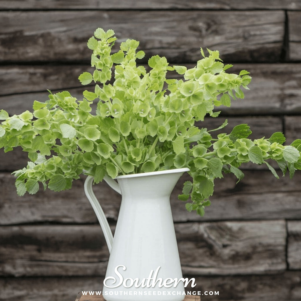 Southern Seed Exchange Bells of Ireland (Moluccella laevis) - 100 Seeds