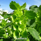 Southern Seed Exchange Bells of Ireland (Moluccella laevis) - 100 Seeds