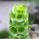 Southern Seed Exchange Bells of Ireland (Moluccella laevis) - 100 Seeds