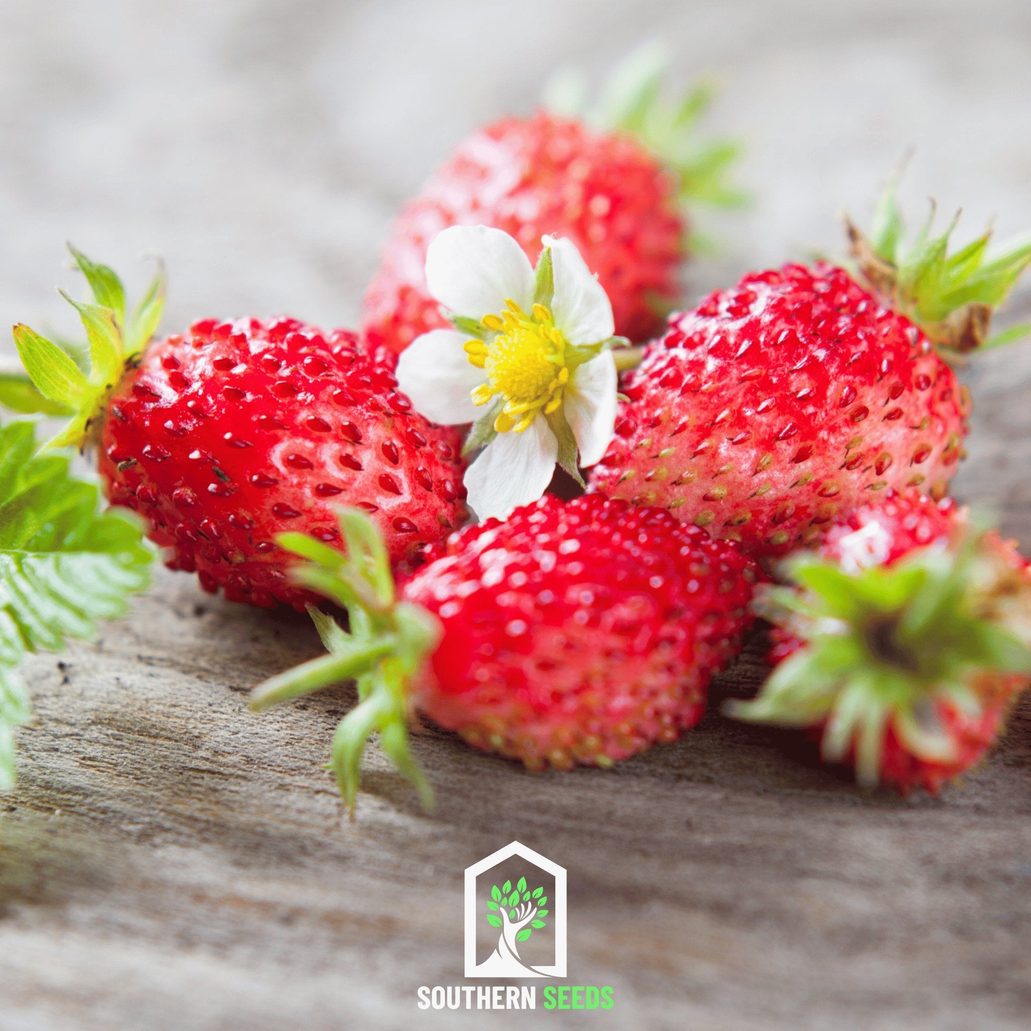 Berry Seed Collection (Elderberry • Blueberry • Strawberry) - Heirloom Seeds - Southern Seed Exchange