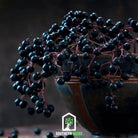 Berry Seed Collection (Elderberry • Blueberry • Strawberry) - Heirloom Seeds - Southern Seed Exchange