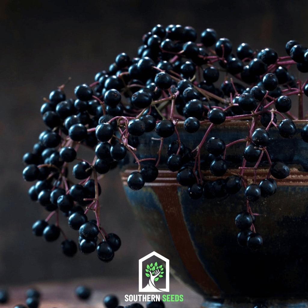 Berry Seed Collection (Elderberry • Blueberry • Strawberry) - Heirloom Seeds - Southern Seed Exchange