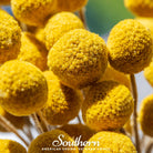 Billy Buttons - Drumsticks (Craspedia globosa) - 50 Seeds - Southern Seed Exchange