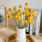 Billy Buttons - Drumsticks (Craspedia globosa) - 50 Seeds - Southern Seed Exchange